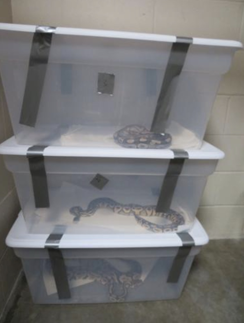 Snake Breeding Operation 